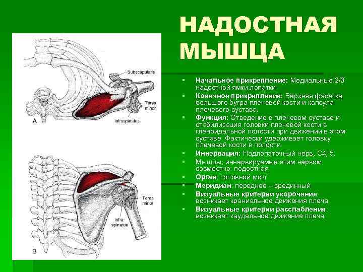 НАДОСТНАЯ МЫШЦА § § § § § Начальное прикрепление: Медиальные 2/3 надостной ямки лопатки