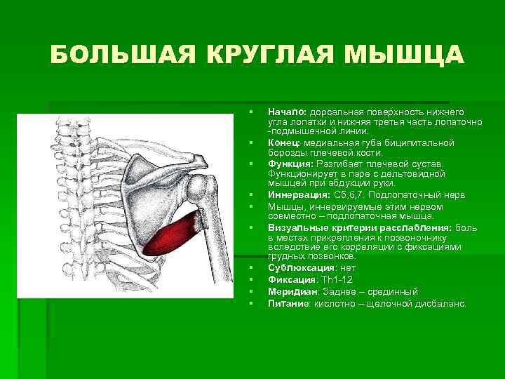 БОЛЬШАЯ КРУГЛАЯ МЫШЦА § § § § § Начало: дорсальная поверхность нижнего угла лопатки