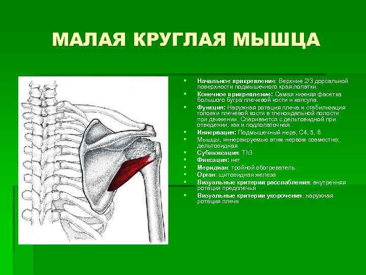 МАЛАЯ КРУГЛАЯ МЫШЦА § § § Начальное прикрепление: Верхние 2/3 дорсальной прикрепление: поверхности подмышечного