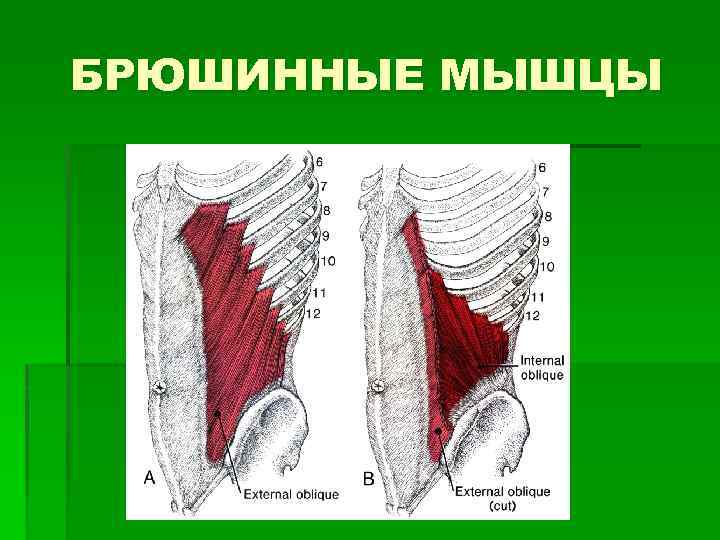 БРЮШИННЫЕ МЫШЦЫ 