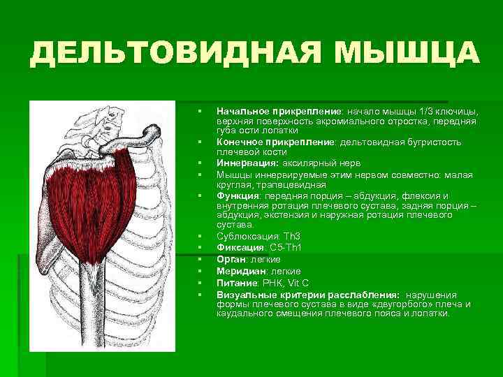 ДЕЛЬТОВИДНАЯ МЫШЦА § § § Начальное прикрепление: начало мышцы 1/3 ключицы, верхняя поверхность акромиального