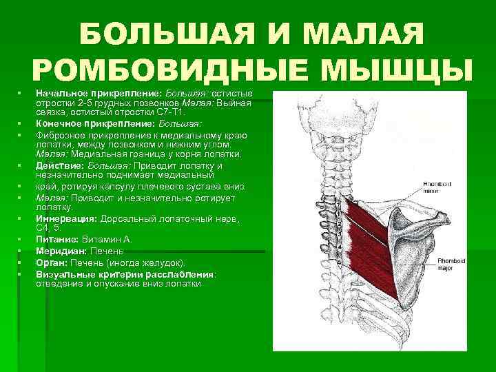 § § § БОЛЬШАЯ И МАЛАЯ РОМБОВИДНЫЕ МЫШЦЫ Начальное прикрепление: Большая: остистые отростки 2