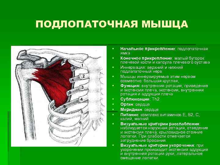 ПОДЛОПАТОЧНАЯ МЫШЦА § § § Начальное прикрепление: подлопаточная ямка Конечное прикрепление: малый бугорок плечевой