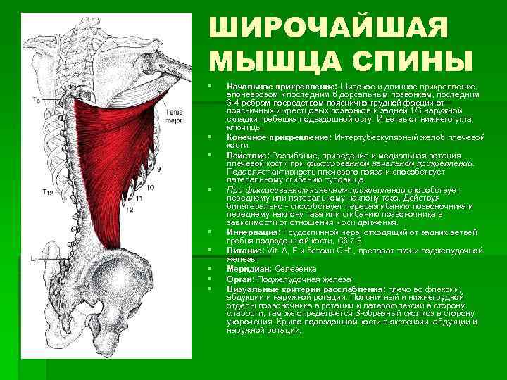 ШИРОЧАЙШАЯ МЫШЦА СПИНЫ § § § § § Начальное прикрепление: Широкое и длинное прикрепление