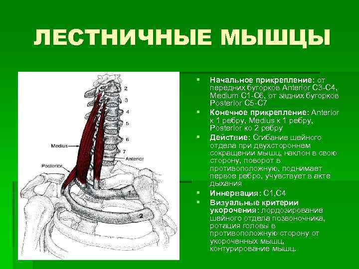 ЛЕСТНИЧНЫЕ МЫШЦЫ § § § Начальное прикрепление: от передних бугорков Anterior С 3 С