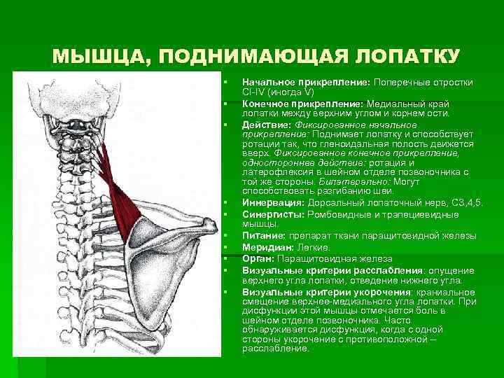 МЫШЦА, ПОДНИМАЮЩАЯ ЛОПАТКУ § § § § § Начальное прикрепление: Поперечные отростки СI IV