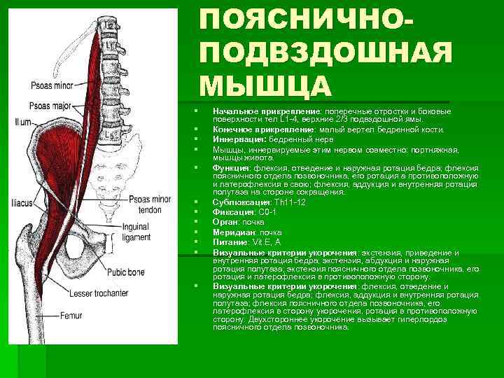 ПОЯСНИЧНОПОДВЗДОШНАЯ МЫШЦА § § § Начальное прикрепление: поперечные отростки и боковые прикрепление: поверхности тел