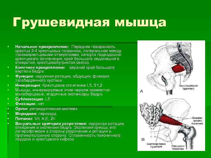 Грушевидная мышца § § § Начальное прикрепление: Передняя поверхность крестца 2 4 крестцовых позвонках,