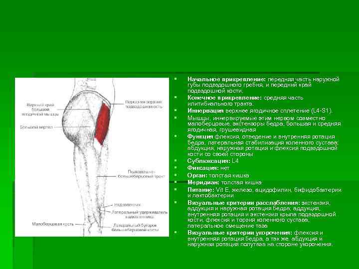 § § § Начальное прикрепление: передняя часть наружной губы подвздошного гребня, и передний край