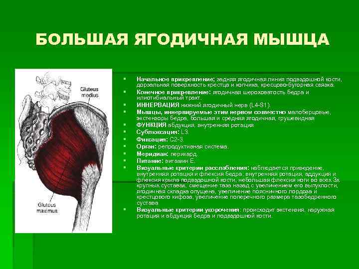 БОЛЬШАЯ ЯГОДИЧНАЯ МЫШЦА § § § Начальное прикрепление; задняя ягодичная линия подвздошной кости, дорзальная