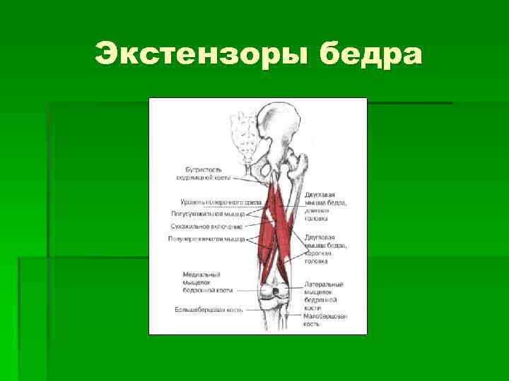 Экстензоры бедра 