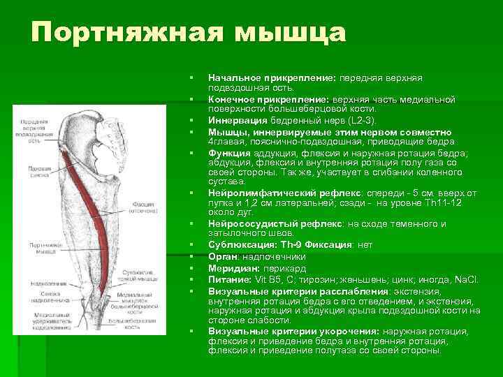 Портняжная мышца § § § § Начальное прикрепление: передняя верхняя подвздошная ость. Конечное прикрепление: