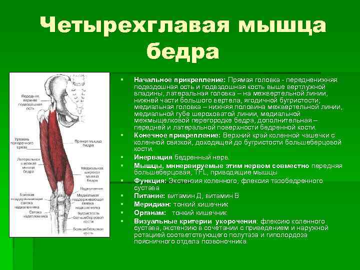 Четырехглавая мышца бедра § § § § § Начальное прикрепление: Прямая головка передненижняя подвздошная