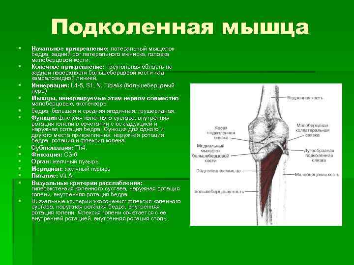 Подколенная мышца § § § § Начальное прикрепление: латеральный мыщелок бедра, задний рог латерального