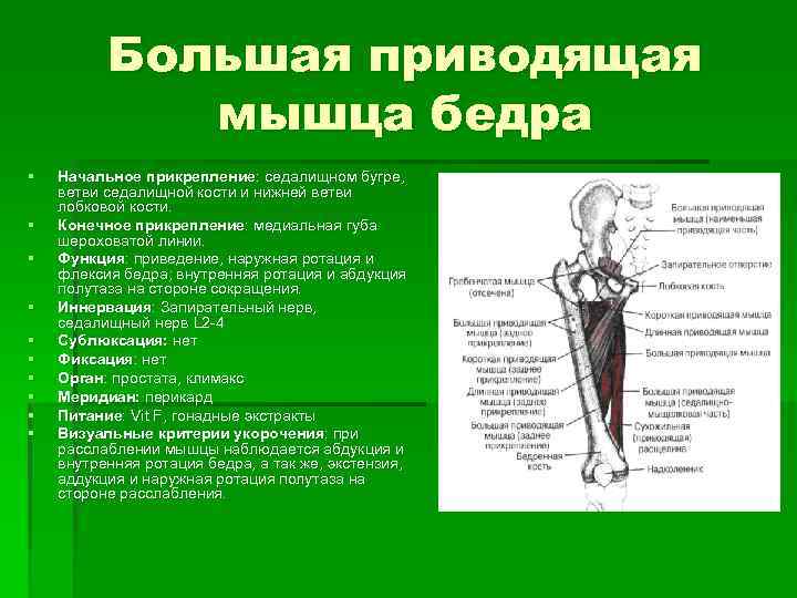 Большая приводящая мышца бедра § § § § § Начальное прикрепление: седалищном бугре, ветви