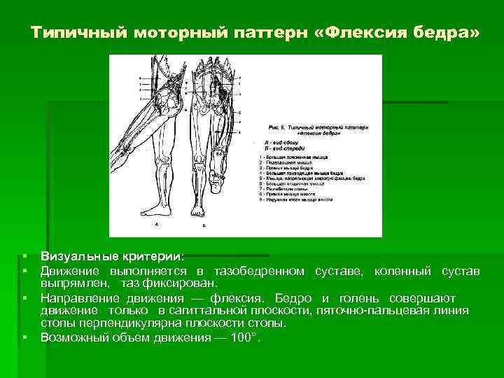 Типичный моторный паттерн «Флексия бедра» § Визуальные критерии: § Движение выполняется в тазобедренном суставе,