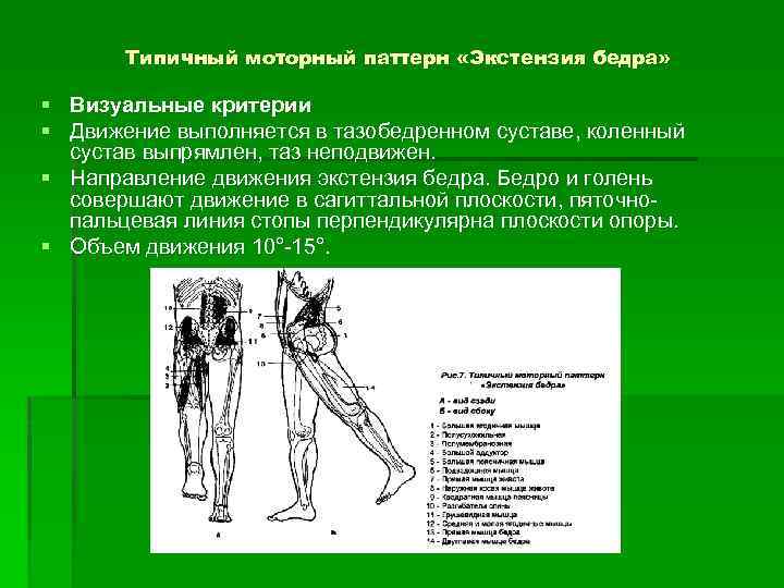 Типичный моторный паттерн «Экстензия бедра» § Визуальные критерии § Движение выполняется в тазобедренном суставе,