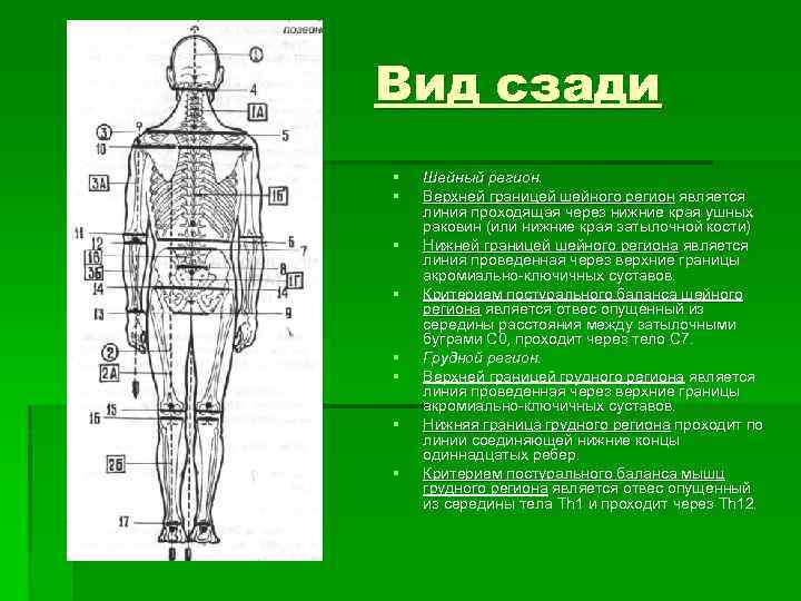 Вид сзади § § § § Шейный регион. Верхней границей шейного регион является линия