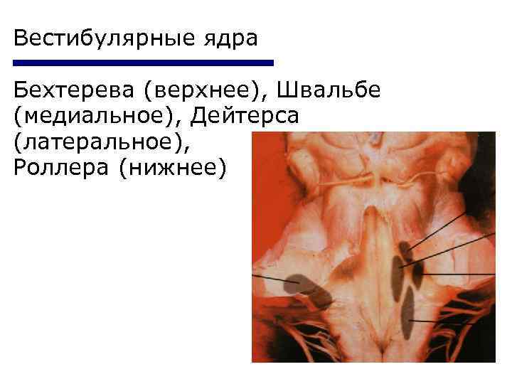 Вестибулярные ядра Бехтерева (верхнее), Швальбе (медиальное), Дейтерса (латеральное), Роллера (нижнее) 