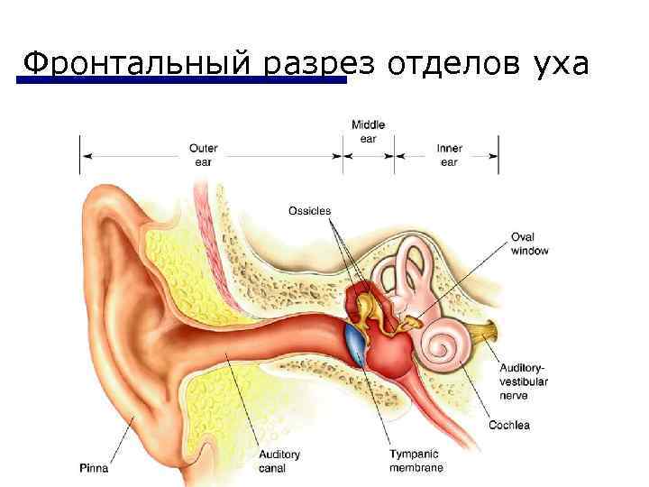 Фронтальный разрез отделов уха 