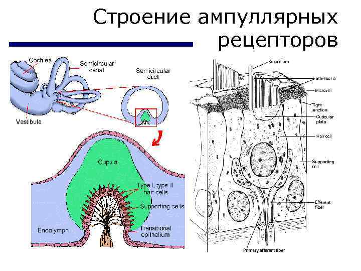Строение ампуллярных рецепторов 
