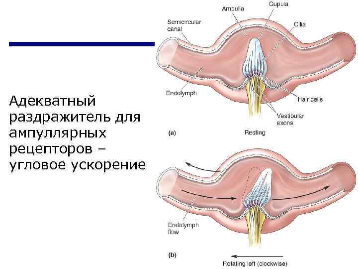 Адекватный раздражитель для ампуллярных рецепторов – угловое ускорение 