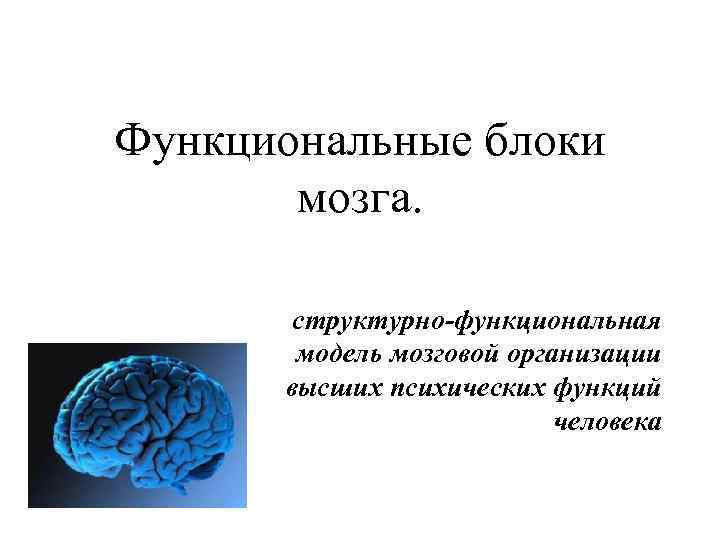 Функциональные блоки мозга. структурно-функциональная модель мозговой организации высших психических функций человека 