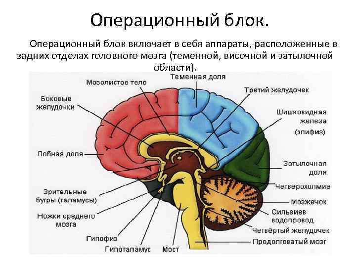 Операционный блок включает в себя аппараты, расположенные в задних отделах головного мозга (теменной, височной