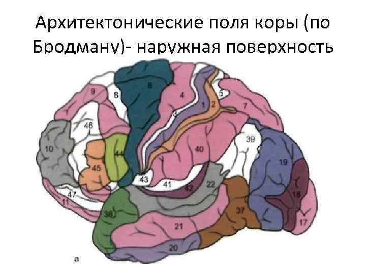 Уровень организации мозга
