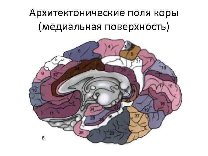 Соотнесите функциональные блоки мозга по а р лурия с их графическим изображением