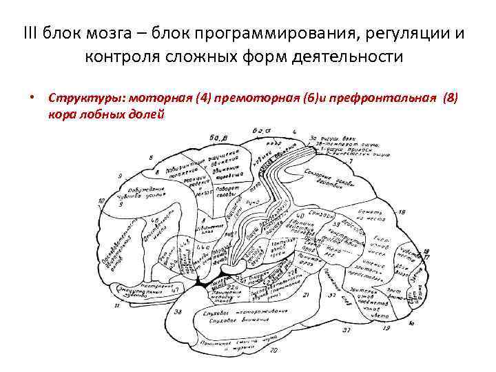 III блок мозга – блок программирования, регуляции и контроля сложных форм деятельности • Структуры: