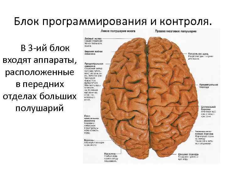 Блок программирования и контроля. В 3 -ий блок входят аппараты, расположенные в передних отделах