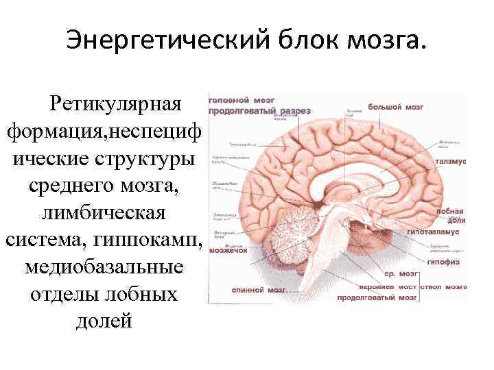 Энергетический блок мозга. Ретикулярная формация, неспециф ические структуры среднего мозга, лимбическая система, гиппокамп, медиобазальные