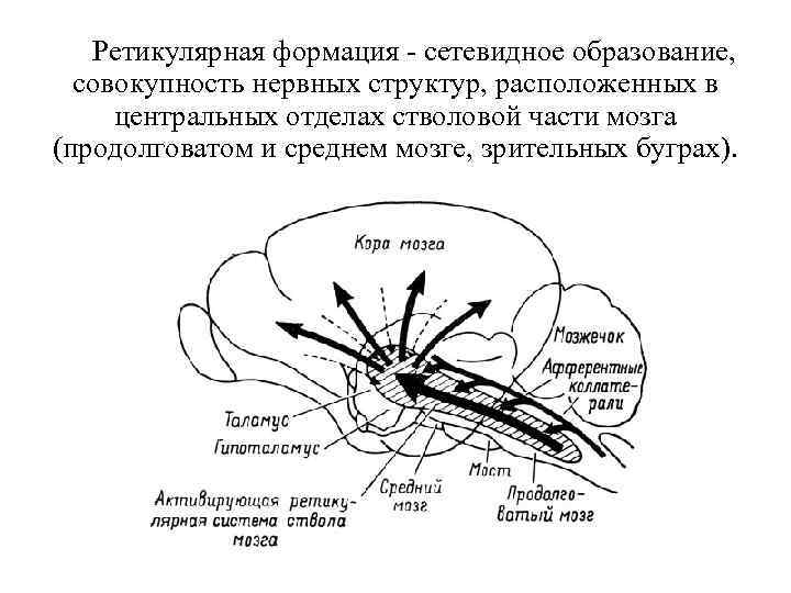 Ретикулярная формация - сетевидное образование, совокупность нервных структур, расположенных в центральных отделах стволовой части