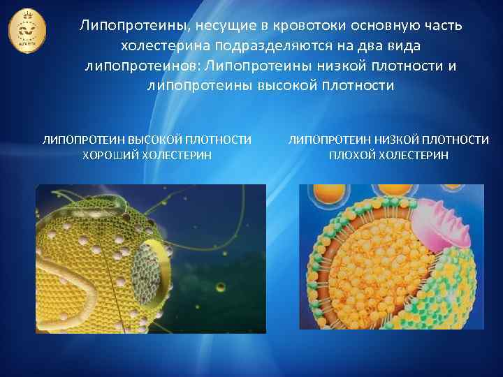 Липопротеины, несущие в кровотоки основную часть холестерина подразделяются на два вида липопротеинов: Липопротеины низкой