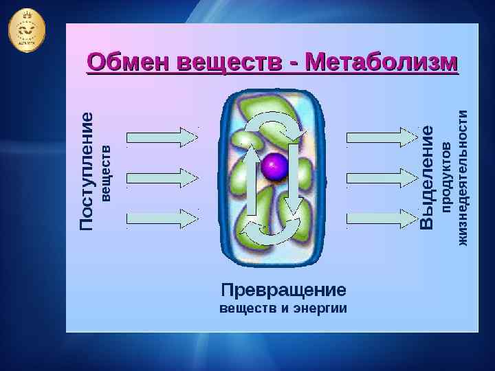 Обмен веществ и энергии картинки