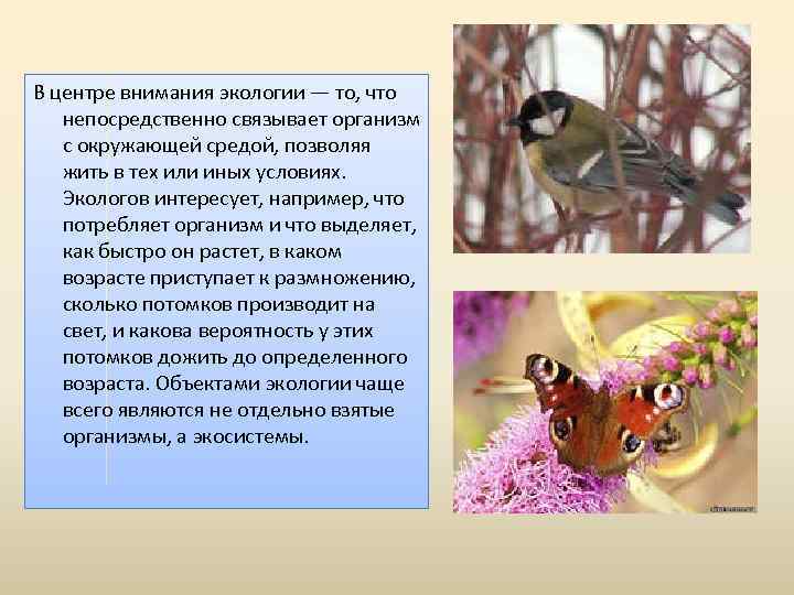 В центре внимания экологии — то, что непосредственно связывает организм с окружающей средой, позволяя