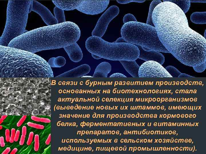 В связи с бурным развитием производств, основанных на биотехнологиях, стала актуальной селекция микроорганизмов (выведение