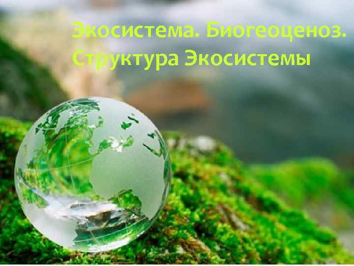 Экосистема. Биогеоценоз. Структура Экосистемы 