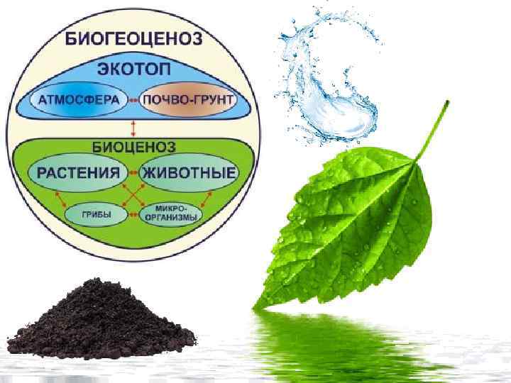 Биогеоценоз это. Экотоп биоценоз. Экотопы экосистемы. Биогеоценоз это в экологии.