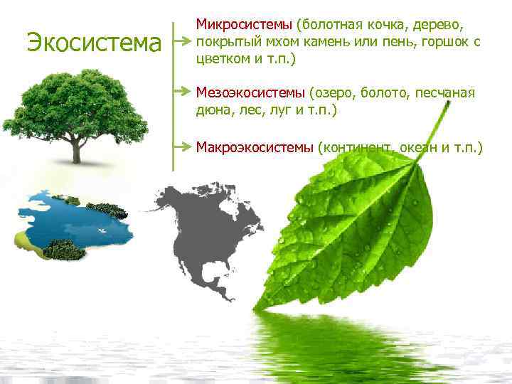 Экосистема Микросистемы (болотная кочка, дерево, покрытый мхом камень или пень, горшок с цветком и