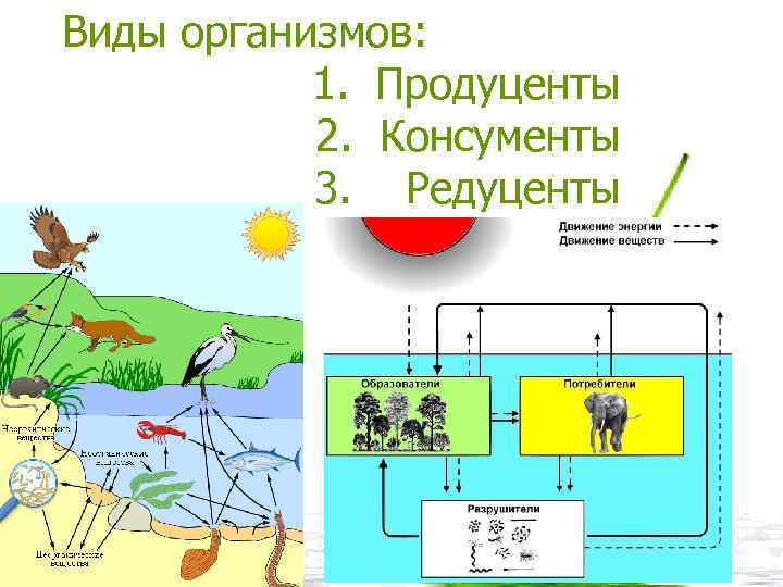 Виды организмов: 1. Продуценты 2. Консументы 3. Редуценты 