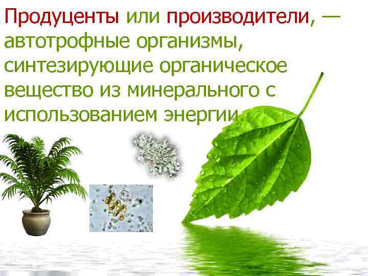 Продуценты или производители, — автотрофные организмы, синтезирующие органическое вещество из минерального с использованием энергии.