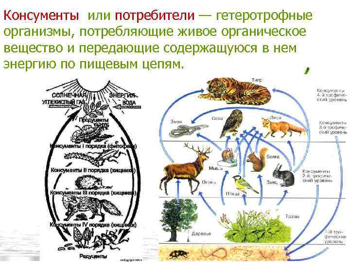 Консументы или потребители — гетеротрофные организмы, потребляющие живое органическое вещество и передающие содержащуюся в