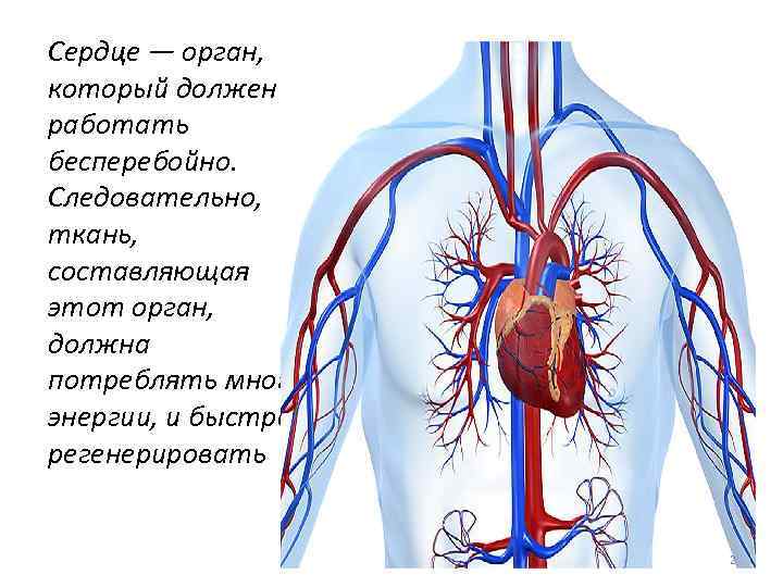 Стенки внутренних органов состоят из мышечной