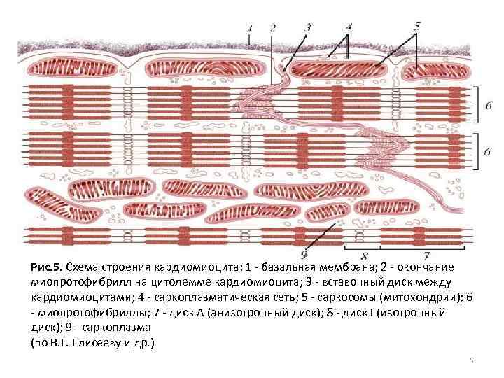 Рис. 5. Схема строения кардиомиоцита: 1 - базальная мембрана; 2 - окончание миопротофибрилл на