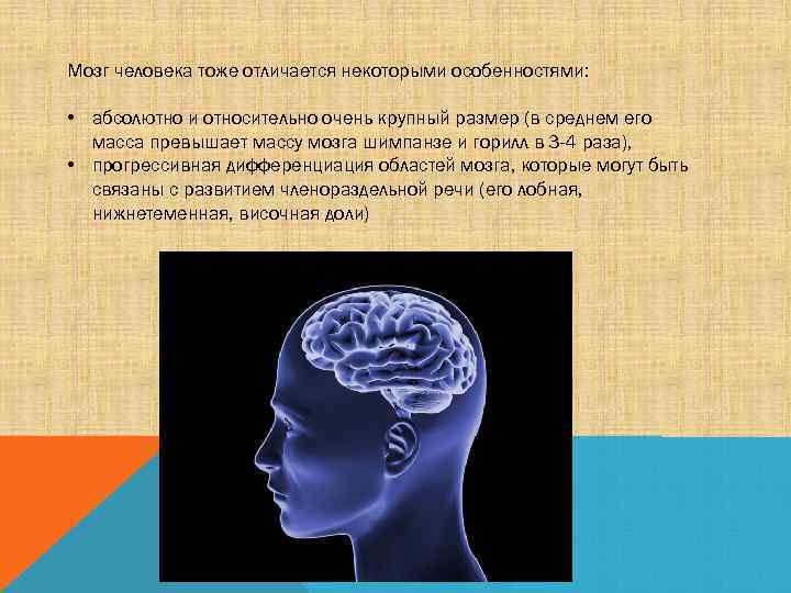 Мозг человека тоже отличается некоторыми особенностями: • абсолютно и относительно очень крупный размер (в