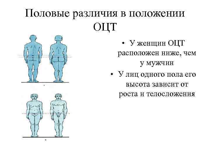 Половые различия в положении ОЦТ • У женщин ОЦТ расположен ниже, чем у мужчин