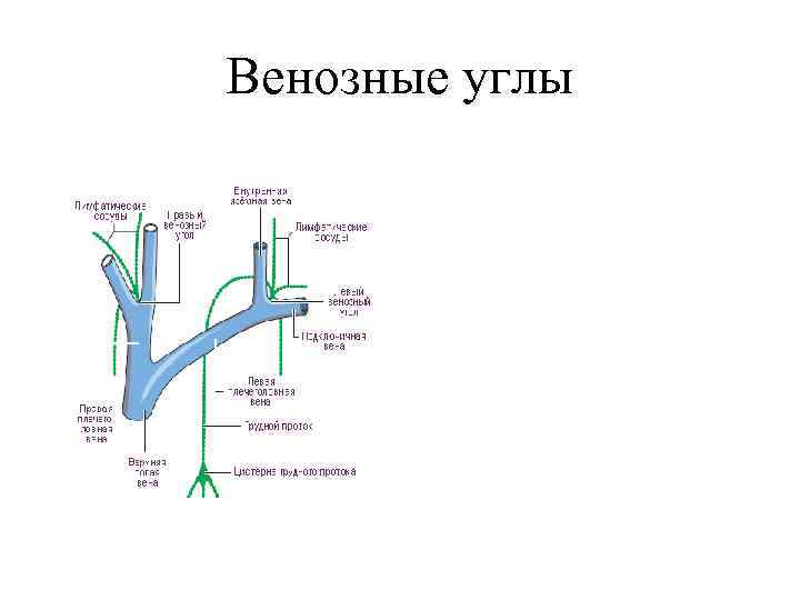 Венозные углы 