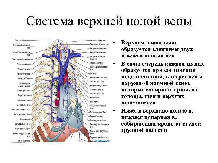 Система верхней полой вены • Верхняя полая вена образуется слиянием двух плечеголовных вен •